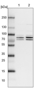 Lane 1: NIH-3T3 cell lysate (Mouse embryonic fibroblast cells)_br/_Lane 2: NBT-II cell lysate (Rat Wistar bladder tumour cells)