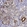 Anti-IGSF1 Antibody