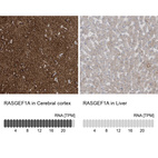 Anti-RASGEF1A Antibody
