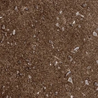 Immunohistochemical staining of human cerebral cortex shows high expression.