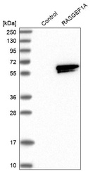 Western blot analysis in control (vector only transfected HEK293T lysate) and RASGEF1A over-expression lysate (Co-expressed with a C-terminal myc-DDK tag (~3.1 kDa) in mammalian HEK293T cells, LY407960).