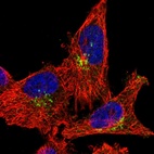 Immunofluorescent staining of human cell line U-251 MG shows localization to the Golgi apparatus.