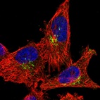 Anti-RASGEF1A Antibody