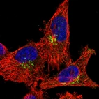 Immunofluorescent staining of human cell line U-251 MG shows localization to the Golgi apparatus.
