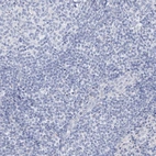 Immunohistochemical staining of human Tonsil shows no positivity in non-germinal center cells as expected.