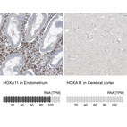 Anti-HOXA11 Antibody