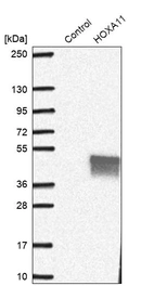 Western blot analysis in control (vector only transfected HEK293T lysate) and HOXA11 over-expression lysate (Co-expressed with a C-terminal myc-DDK tag (~3.1 kDa) in mammalian HEK293T cells, LY417250).