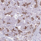 Immunohistochemical staining of human pancreas shows strong membranous positivity in intercalated ducts.