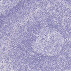 Immunohistochemical staining of human lymph node shows no positivity as expected.