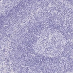 Immunohistochemical staining of human lymph node shows no positivity as expected.