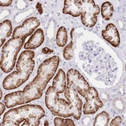 Immunohistochemical staining of human kidney shows strong cytoplasmic/ membranous positivity in cells in tubules.
