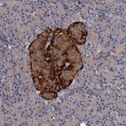 Immunohistochemical staining of human Pancreas shows strong granular cytoplasmic positivity in islets of Langerhans.