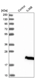 Western blot analysis in control (vector only transfected HEK293T lysate) and IL36B over-expression lysate (Co-expressed with a C-terminal myc-DDK tag (~3.1 kDa) in mammalian HEK293T cells, LY406635).