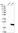 Anti-IL36B Antibody