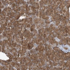 Immunohistochemical staining of human pancreas shows strong cytoplasmic positivity in exocrine glandular cells.