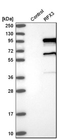 Anti-RFX3 Antibody