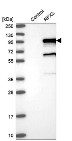 Western blot analysis in control (vector only transfected HEK293T lysate) and RFX3 over-expression lysate (Co-expressed with a C-terminal myc-DDK tag (~3.1 kDa) in mammalian HEK293T cells, LY403344).