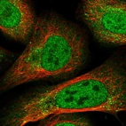 Immunofluorescent staining of human cell line U-2 OS shows localization to nucleoplasm & vesicles.
