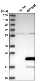 Western blot analysis in control (vector only transfected HEK293T lysate) and GEMIN6 over-expression lysate (Co-expressed with a C-terminal myc-DDK tag (~3.1 kDa) in mammalian HEK293T cells, LY411066).