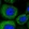 Anti-SERINC1 Antibody