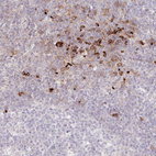 Anti-SERINC1 Antibody