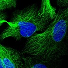 Immunofluorescent staining of human cell line U-2 OS shows localization to microtubules, cytokinetic bridge & cell junctions.