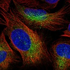 Immunofluorescent staining of human cell line U-2 OS shows localization to cytosol.