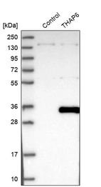 Western blot analysis in control (vector only transfected HEK293T lysate) and THAP6 over-expression lysate (Co-expressed with a C-terminal myc-DDK tag (~3.1 kDa) in mammalian HEK293T cells, LY408149).