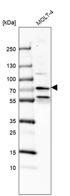 Western blot analysis in human cell line MOLT-4.