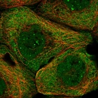 Immunofluorescent staining of human cell line A-431 shows localization to nuclear bodies & cytosol.