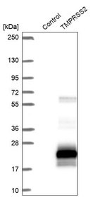 Western blot analysis in control (vector only transfected HEK293T lysate) and TMPRSS2 over-expression lysate (Co-expressed with a C-terminal myc-DDK tag (~3.1 kDa) in mammalian HEK293T cells, LY401727).