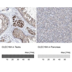 Anti-CLEC16A Antibody