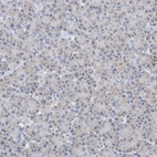 Immunohistochemical staining of human pancreas shows very weak positivity in exocrine glandular cells.