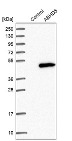 Western blot analysis in control (vector only transfected HEK293T lysate) and ABHD5 over-expression lysate (Co-expressed with a C-terminal myc-DDK tag (~3.1 kDa) in mammalian HEK293T cells, LY402485).
