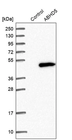 Western blot analysis in control (vector only transfected HEK293T lysate) and ABHD5 over-expression lysate (Co-expressed with a C-terminal myc-DDK tag (~3.1 kDa) in mammalian HEK293T cells, LY402485).