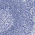 Immunohistochemical staining of human lymph node shows no positivity in non-germinal center cells as expected.