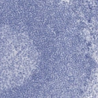 Immunohistochemical staining of human lymph node shows no positivity in non-germinal center cells as expected.