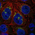 Immunofluorescent staining of human cell line CACO-2 shows localization to the Golgi apparatus.