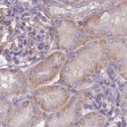 Immunohistochemical staining of human kidney using Anti-ADD1 antibody HPA035874.