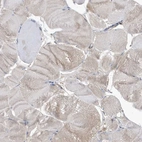 Immunohistochemical staining of human skeletal muscle shows very weak positivity in myocytes as expected.