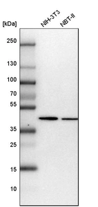 Western blot analysis in mouse cell line NIH-3T3 and rat cell line NBT-II.