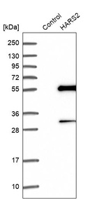Western blot analysis in control (vector only transfected HEK293T lysate) and HARS2 over-expression lysate (Co-expressed with a C-terminal myc-DDK tag (~3.1 kDa) in mammalian HEK293T cells, LY415917).