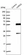 Anti-HARS2 Antibody
