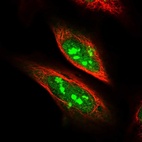 Immunofluorescent staining of human cell line U-2 OS shows localization to nucleus & nucleoli.