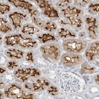 Immunohistochemical staining of human kidney shows high expression.