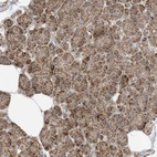 Immunohistochemical staining of human Pancreas shows moderate granular cytoplasmic positivity in exocrine glandular cells.