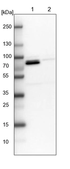Lane 1: NIH-3T3 cell lysate (Mouse embryonic fibroblast cells)_br/_Lane 2: NBT-II cell lysate (Rat Wistar bladder tumour cells)