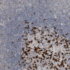 Immunohistochemical staining of human lymph node shows strong cytoplasmic positivity in germinal center cells.