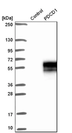Western blot analysis in control (vector only transfected HEK293T lysate) and pDCD1 over-expression lysate (Co-expressed with a C-terminal myc-DDK tag (~3.1 kDa) in mammalian HEK293T cells, LY401555).