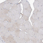 Immunohistochemical staining of human skeletal muscle shows weak positivity in myocytes as expected.
